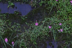 Hesperantha huttonii