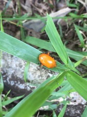 Podontia lutea