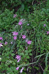 Hesperantha huttonii