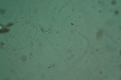 Oscillatoria redekei