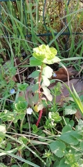 Euphorbia helioscopia