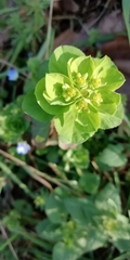 Euphorbia helioscopia