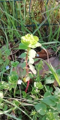 Euphorbia helioscopia