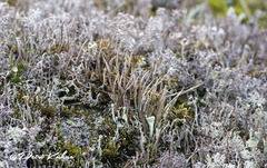 Cladonia cornuta cornuta