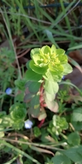 Euphorbia helioscopia