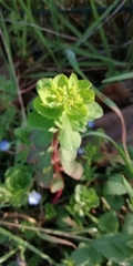 Euphorbia helioscopia