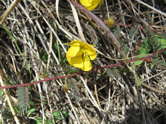 Chamaecrista serpens