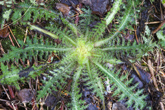 Cirsium palustre