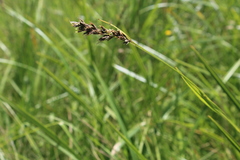 Scleria melanomphala