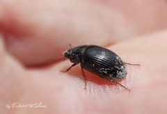 Hydrobius