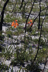 Pillansia templemannii