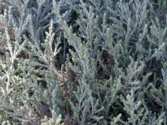 Seriphium passerinoides