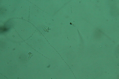 Oscillatoria redekei