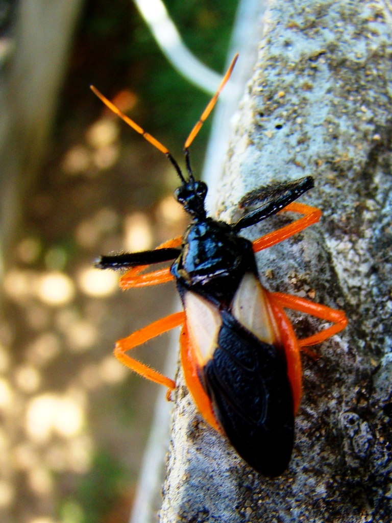 Calliclopius nigripes