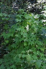 Ceratiosicyos laevis