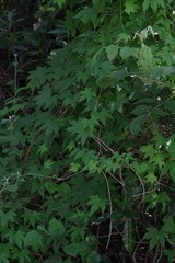 Ceratiosicyos laevis