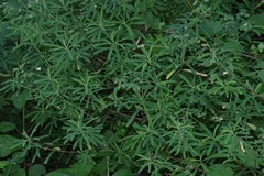 Euphorbia kraussiana