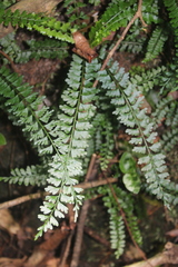 Asplenium dregeanum