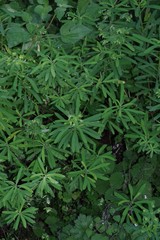 Euphorbia kraussiana