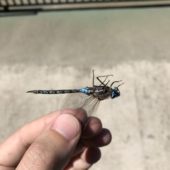 Rhionaeschna diffinis