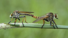 Cophinopoda