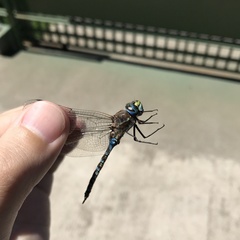 Rhionaeschna diffinis