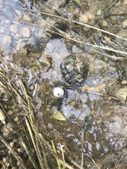 Zonitoidea
