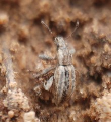 Kuglerius sitonimorphis