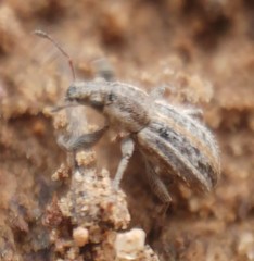 Kuglerius sitonimorphis