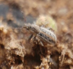 Kuglerius sitonimorphis