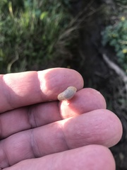 Zonitoidea