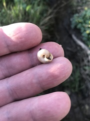 Zonitoidea
