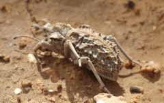 Sepidium tricuspidatum