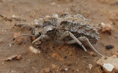 Sepidium tricuspidatum