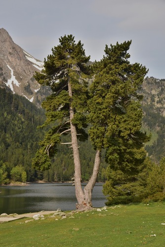 Mountain Pine
