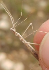 Rhaphidosoma lutescens