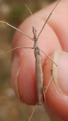 Rhaphidosoma lutescens