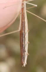 Rhaphidosoma lutescens