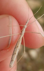 Rhaphidosoma lutescens