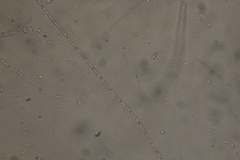 Oscillatoria redekei