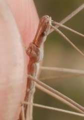 Rhaphidosoma lutescens