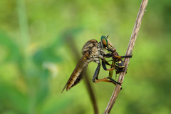 Cophinopoda
