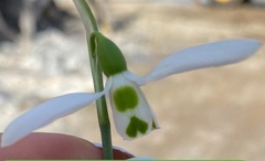 Galanthus elwesii