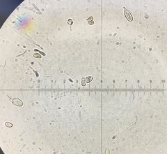 Agaricus approximans