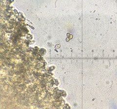 Agaricus approximans