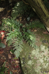 Asplenium theciferum