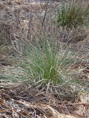 Carex secta