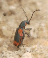 Clanoptilus sexplagiatus