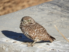 Athene cunicularia