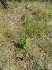 Psacalium platylepis